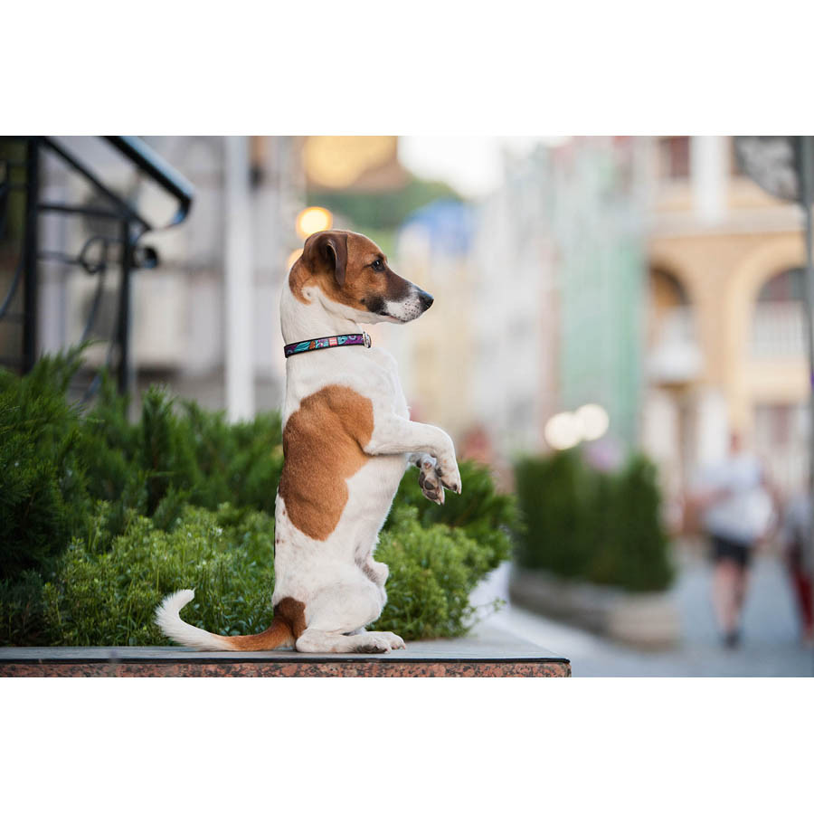 Нашийник для собак шкіряний WAUDOG Design з QR паспортом, малюнок "Літо", XS, Ш 12 мм, Дов 20-2 Коломия - фото 7