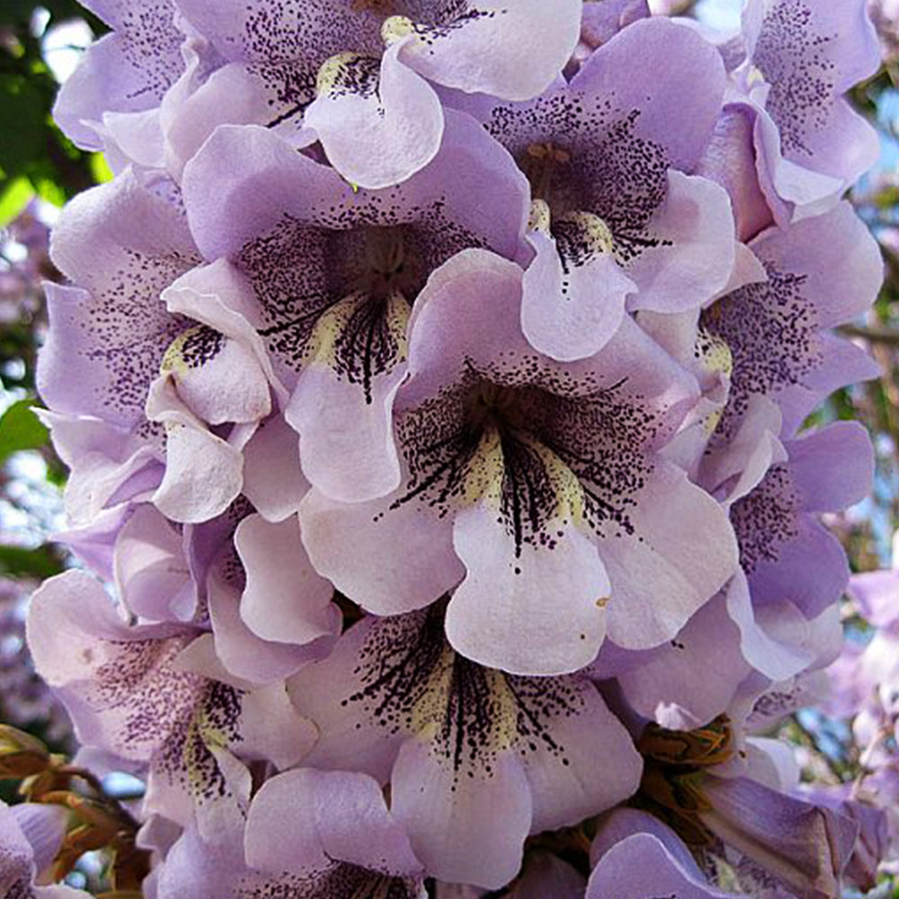 Саджанці павловнії Декоративна (черенкований) - 1-річний Чернівці - фото 2