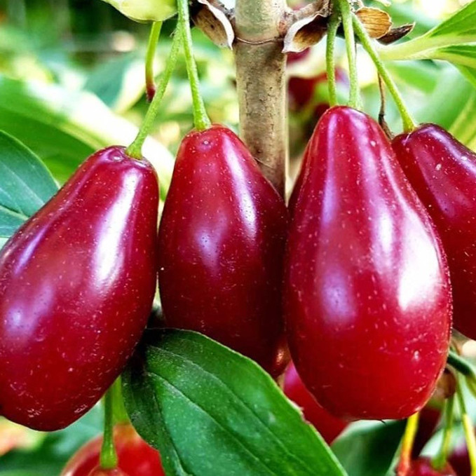 Саджанці кизилу Гренадер (привитий) - 1-річний Чернівці - фото 1