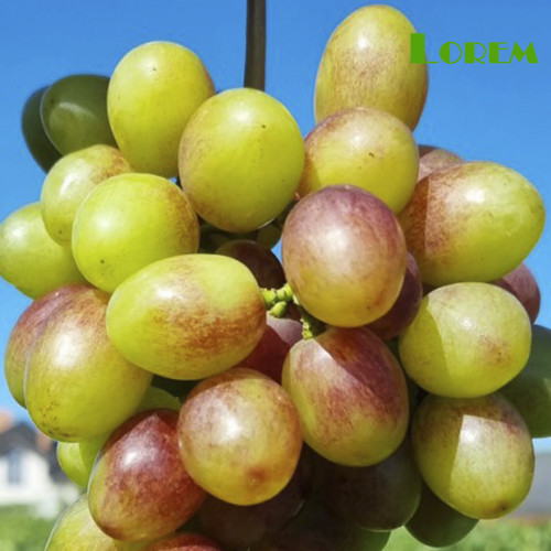 Cаджанці винограду Абрикосовий (черенкований) - 2-річний Чернівці - фото 1