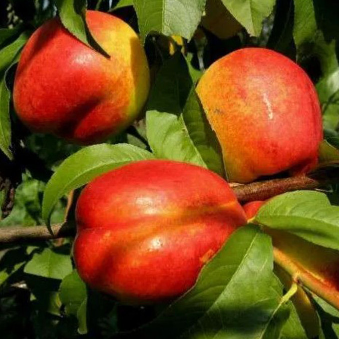 Саженцы нектарина Скиф (привитый) - 2-летний Черновцы - изображение 1