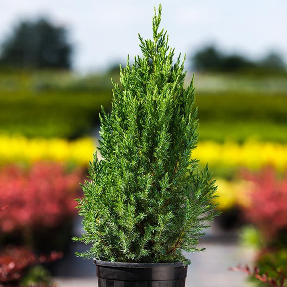 Саженцы можжевельника Стрикта Черновцы - изображение 2