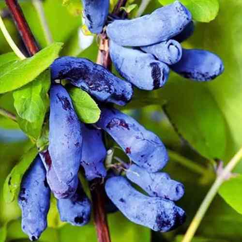 Саженцы жимолости Королева Ночи (черенкованный) - 2-летний Черновцы