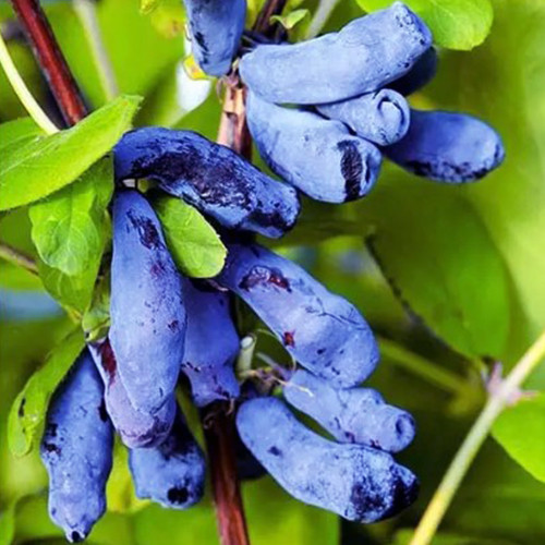 Саженцы жимолости Королева Ночи (черенкованный) - 2-летний Черновцы - изображение 1