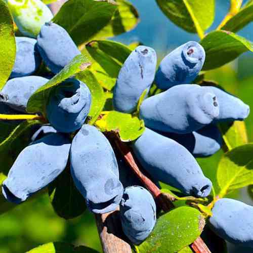 Саженцы жимолости Исаевская (черенкованный) - 3-летний Черновцы