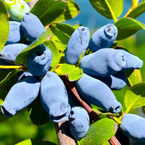 Саженцы жимолости Исаевская (черенкованный) - 3-летний Черновцы - изображение 1