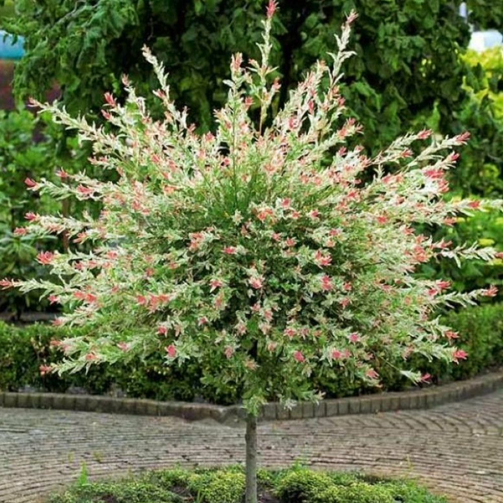 Саженцы ивы на штамбе Хакуро-Нишики (привитый) Черновцы - изображение 1