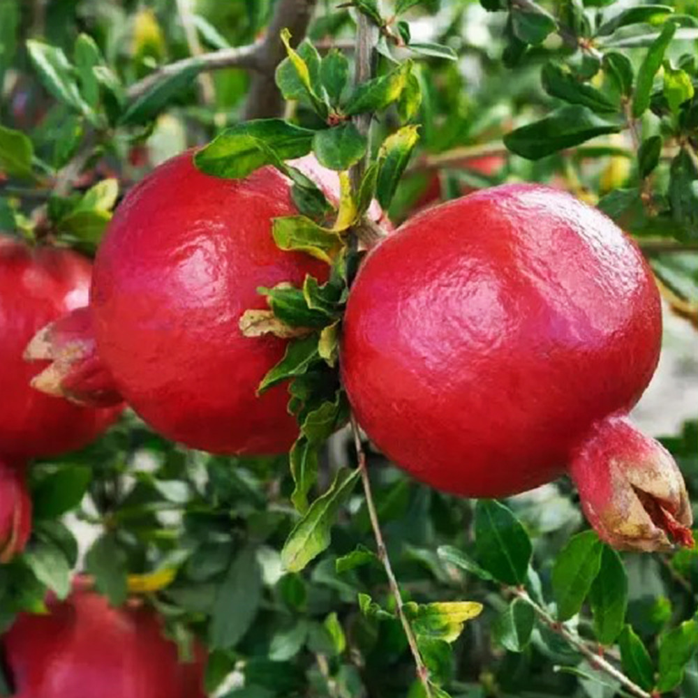 Саженцы граната Никитский Ранний - 1-летний Черновцы - изображение 3