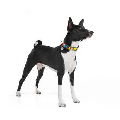 Ошейник для животных WAUDOG Nylon с QR паспортом "Рик и Морти 1" пластиковый фастекс XXL (284-0280) Винница