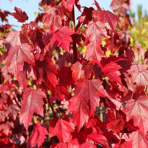 Саженцы клена Летний Красный (привитый) - 2-летний Черновцы