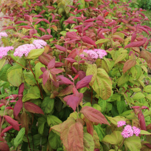 Саджанці спіреї Макрофіла (черенкований) - 2-річний Чернівці - фото 1