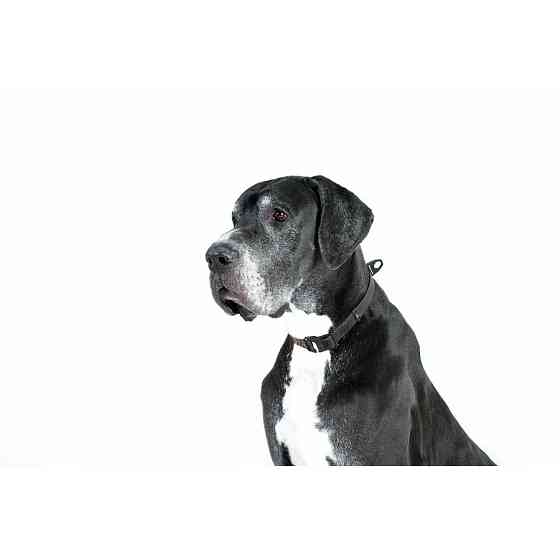 Нашийник EVOLUTOR, регульований, універсальний розмір (ширина 25мм, довжина 25-70 см) чорний Коломыя