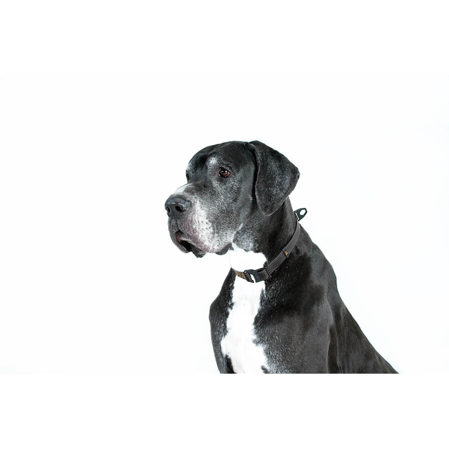 Нашийник EVOLUTOR, регульований, універсальний розмір (ширина 25мм, довжина 25-70 см) чорний Коломыя - изображение 5