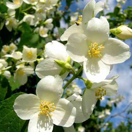 Саженцы жасмина Лиановидный (черенкованный) - 2-летний Черновцы