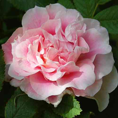 Саджанці троянд Мартін Фробішер (привитий) - 2-річний Чернівці