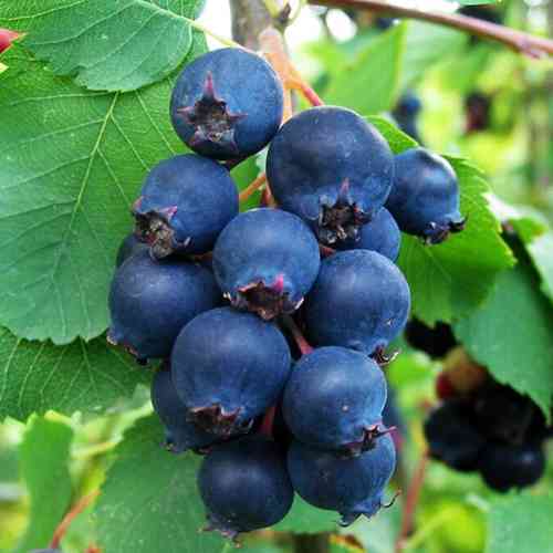 Саджанці ірги Мартін - 1-річний Чернівці