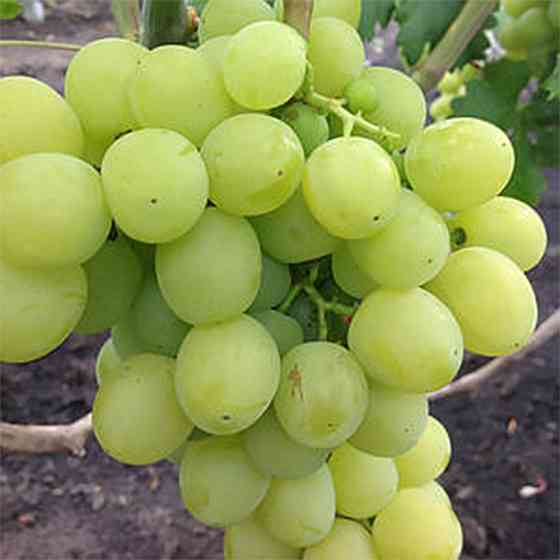 Саджанці винограду Спонсор (черенкований) - 2-річний Чернівці