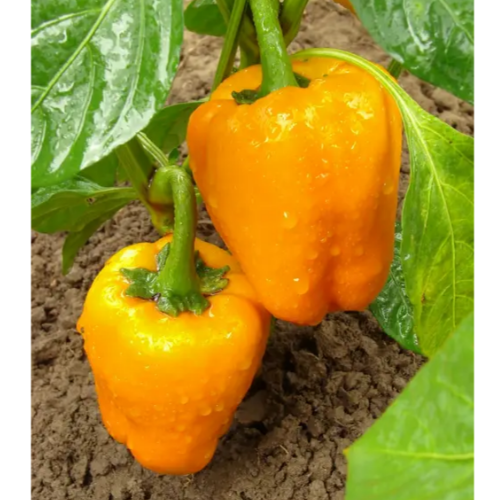 Перець Каліфорнійське чудо помаранчевий 0,3гр Смачний Житомир