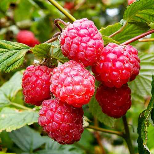 Саженцы малины Коник-Горбоконик (черенкованный) - 1-летний Черновцы