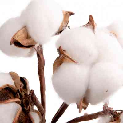 Декоративна гілка YES! Fun Бавовна 5 шт Пучок 24 см (974816) Вінниця