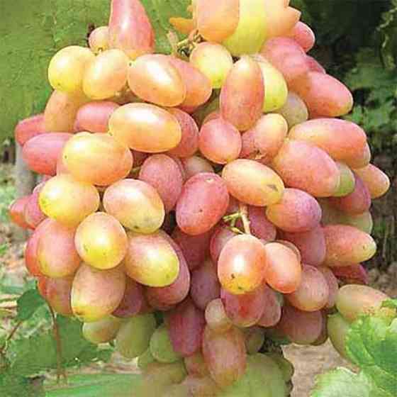 Cаджанці винограду Ювілей Новочеркаська (черенкований) - 1-річний Чернівці