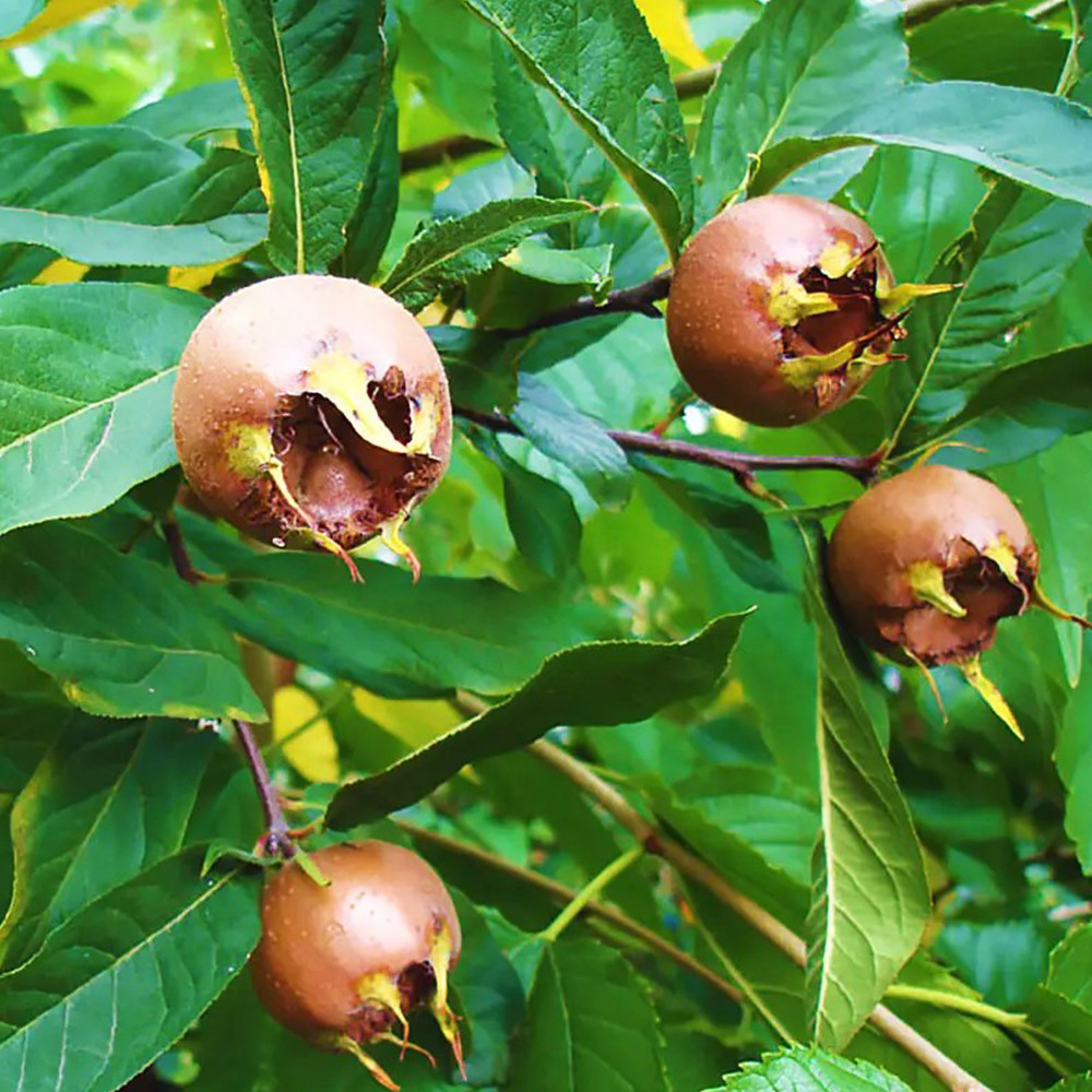 Саженцы мушмулы Немецкая (привитый) Черновцы - изображение 2