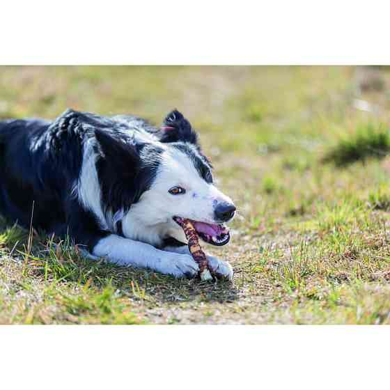 Ласощі для собак Trixie (TX-31801) Premio Chicken Filets XXL з курячим філе 300 г Вінниця