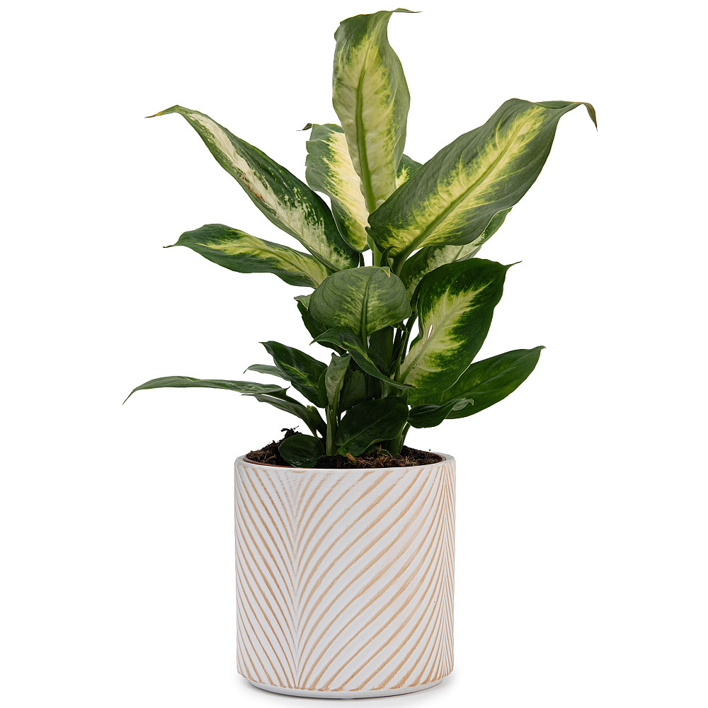 elemi Кашпо для квітів керамічне elemi "Листок" (білий + бежевий) 13" круглий 1,3 л Коломыя - изображение 3