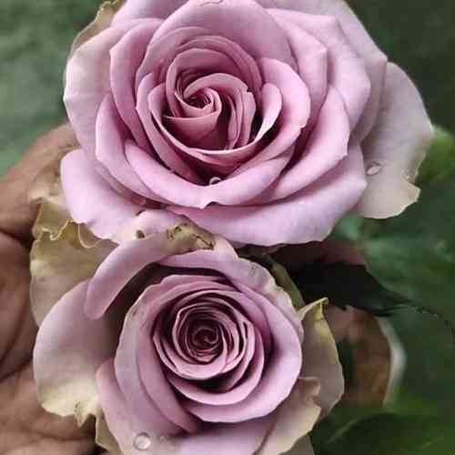 Саженцы роз Монтмартре (привитый) - 2-летний Черновцы