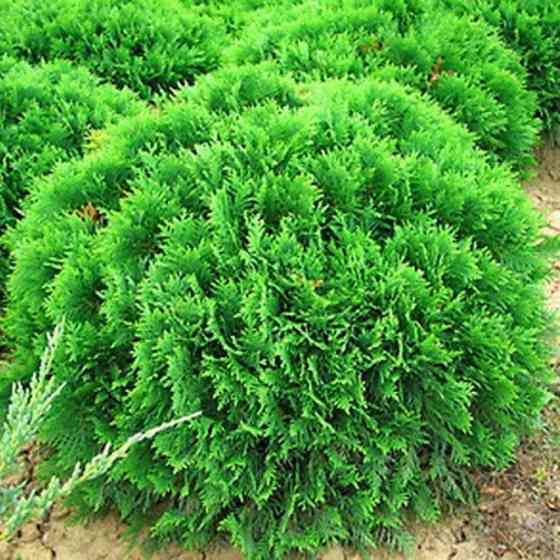 Саженцы западной туи Умбракулифер Черновцы