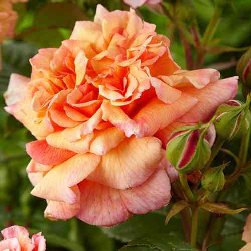 Саженцы роз Алоха (привитый) - 2-летний Черновцы