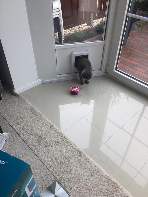 SureFlap Мікрочипні розумні дверцята для котів з контролем доступу білі захист від чужих тварин DualScan RFID-мітки Київ - фото 10