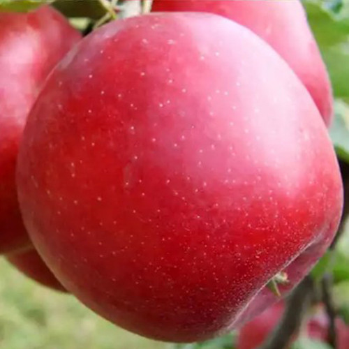 Саджанці яблуні Пріам (привитий) - 2-річний Чернівці - фото 1