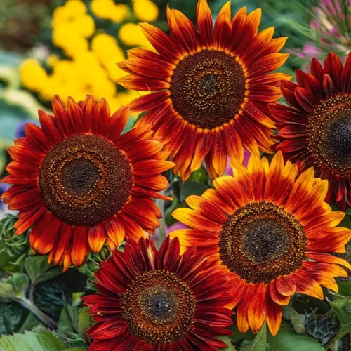 Соняшник Вечірнє сонце 1гр Професійне насіння Житомир - изображение 3