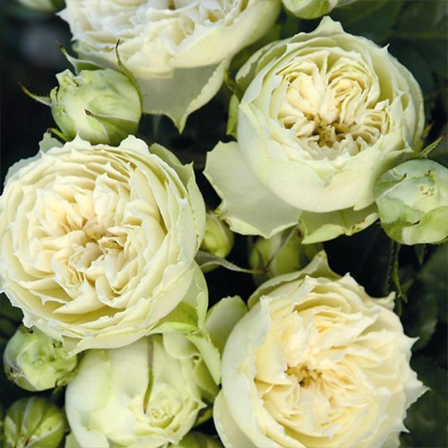 Саджанці троянд Бланшет (привитий) - 2-річний Чернівці - фото 1