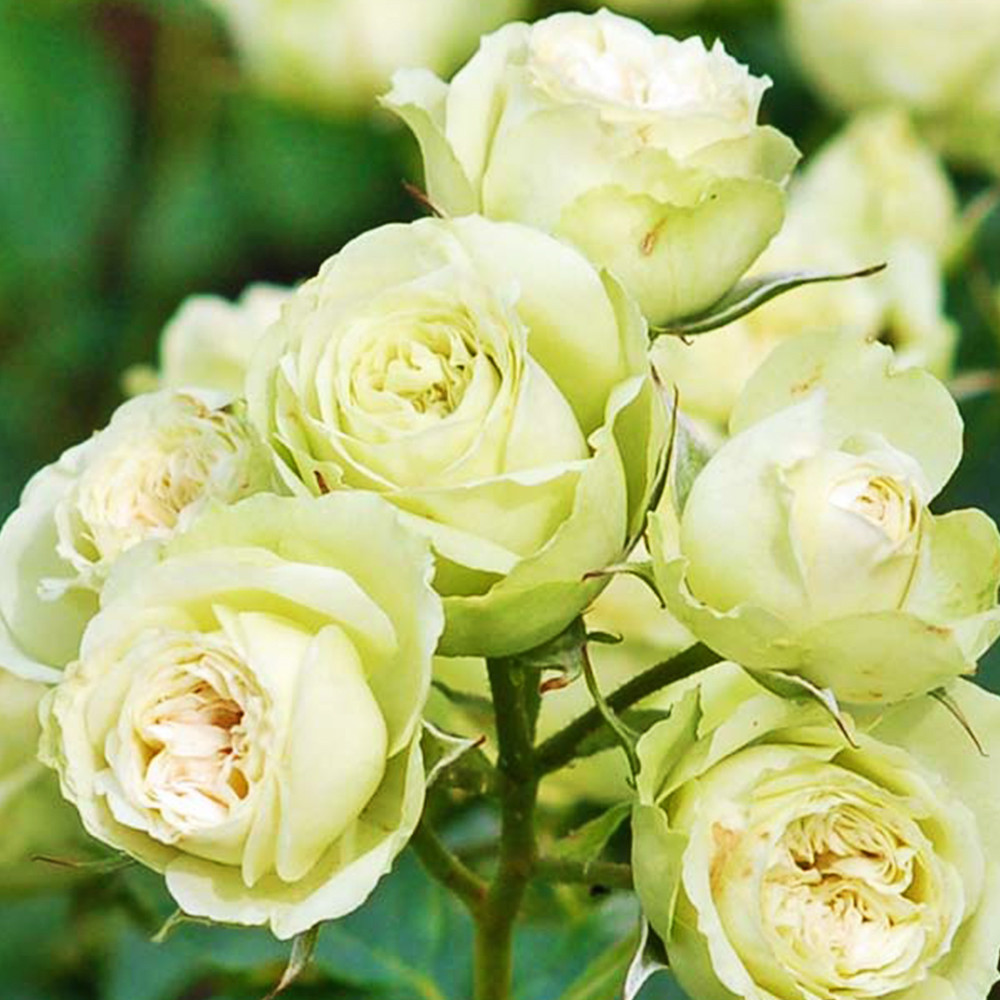 Саджанці троянд флорибунда Лавлі Грін (привитий) Чернівці - фото 3