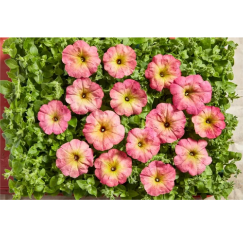 Петунія мультіфлора Зора F1 20шт Професійне насіння Житомир - фото 3