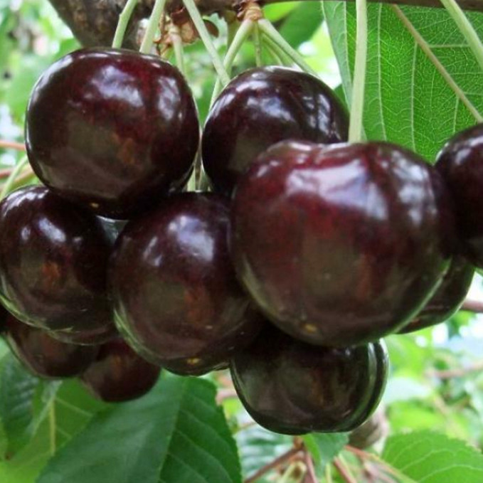 Саджанці черешні Донецьке Вугілля (привитий) - 1-річний Чернівці - фото 1