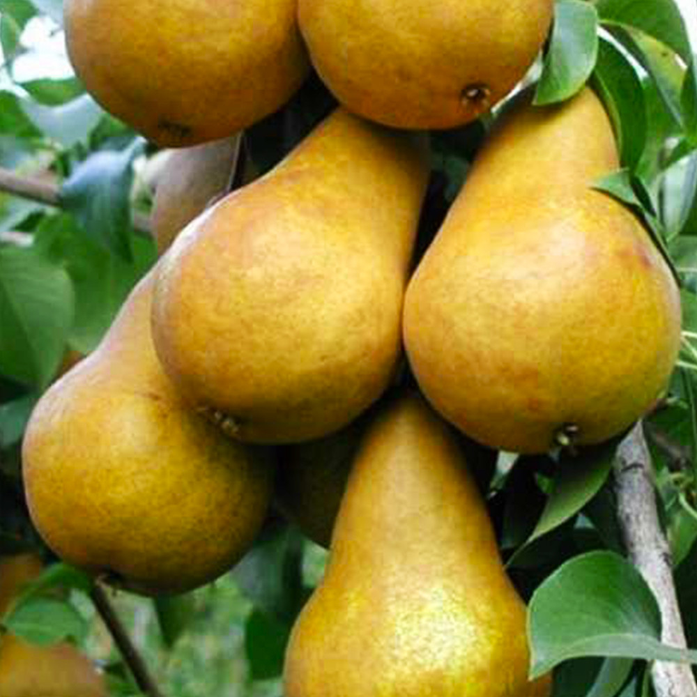 Саджанці груші Бере Боск (привитий) - 1-річний Чернівці - фото 2