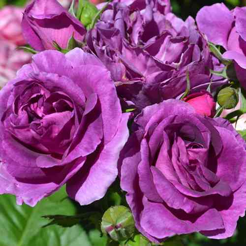 Саджанці троянд Мінерва (привитий) - 2-річний Чернівці