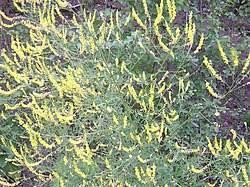 Буркун лікарський (Донник лекарственный) 100г master sem Киев - изображение 1