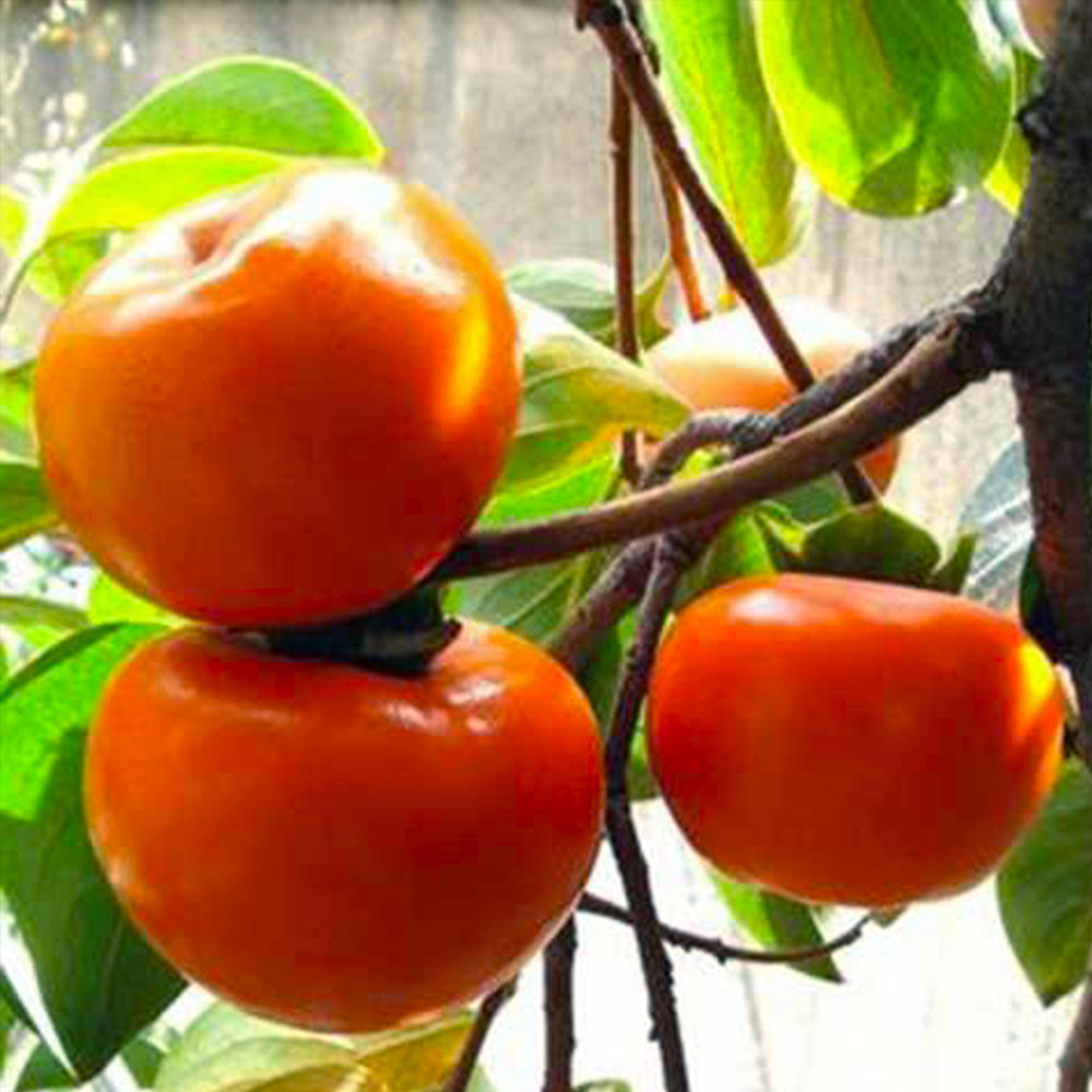 Саджанці хурми Джон Рік - 2-річний Чернівці - фото 1