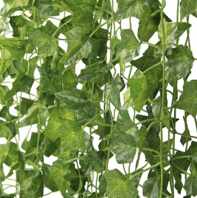 Штучний плющ – гірлянда 3 лози загальна довжина 6.3 метра Gardlov (19732) Нововолинськ - фото 3