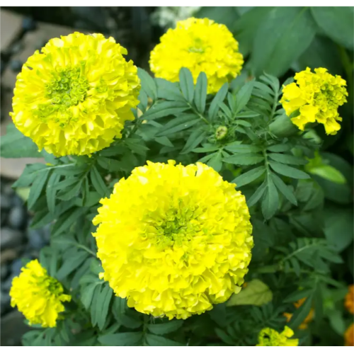 Чорнобривці Еквінокс прямостоячі лимонні 0,5гр Професійне насіння Житомир - фото 2