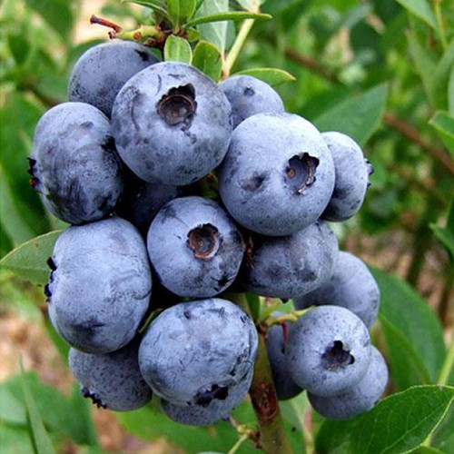 Саженцы голубики Чендлер (черенкованный) - 4-летний Черновцы - изображение 1