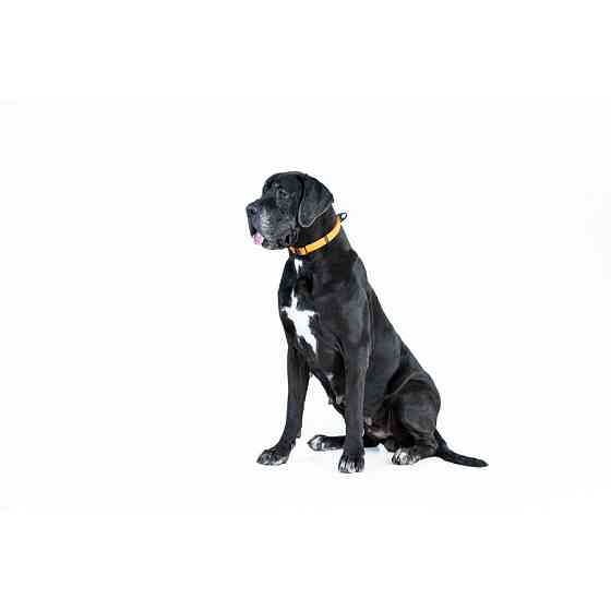 Нашийник EVOLUTOR, регульований, універсальний розмір (ширина 25мм, довжина 25-70 см) помаранче Коломыя