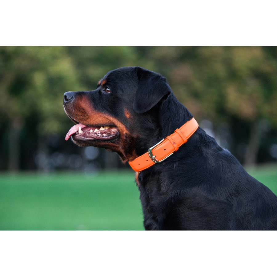 Нашийник для собак шкіряний WAUDOG Glamour з QR паспортом, без прикрас, L, Ш 25 мм, Дов 38-49 с Коломыя - изображение 8