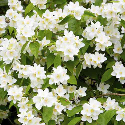 Саженцы жасмина Филадельфус Простратус (черенкованный) - 1-летний Черновцы