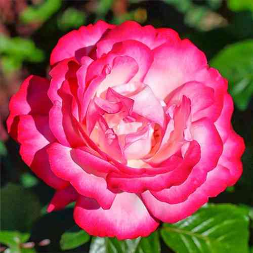 Саджанці троянд Атлас (привитий) - 2-річний Чернівці