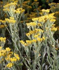 Бессмертник песчаный (Цмін піщаний) 100г master sem Киев - изображение 1